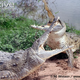 Illustration for article titled Sunday Crocodilian - Crocodylus intermedius Edition